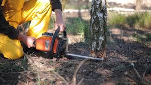 Best Fruit Tree Pruning  in Fritz Creek, AK