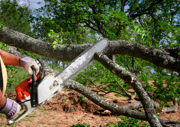 Fritz Creek, AK Tree Removal Company